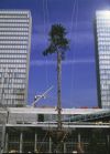 Bibliothèque nationale de France - le jardin